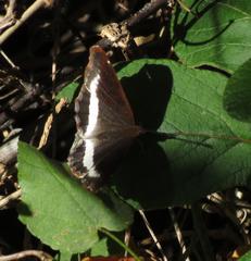 Eurytela hiarbas angustata
