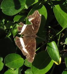Eurytela hiarbas angustata