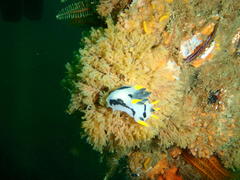 Polycera capensis