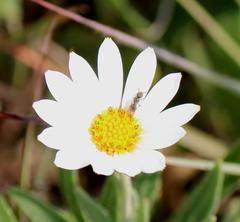 Dimorphotheca caulescens