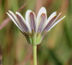Dimorphotheca caulescens