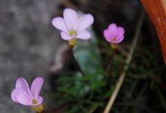 Oxalis polyphylla pentaphylla