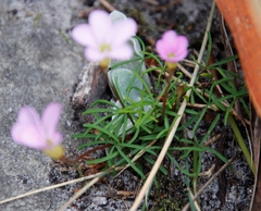 Oxalis polyphylla pentaphylla
