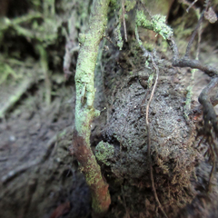 Chaenotheca furfuracea