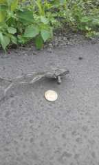 Trachycephalus jordani