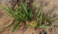 Crabbea angustifolia