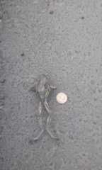 Trachycephalus jordani