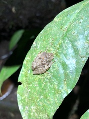 Pristimantis rubicundus