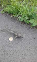 Trachycephalus jordani