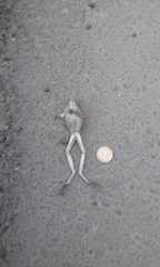 Trachycephalus jordani