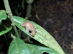 Pristimantis altamnis
