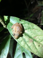 Pristimantis altamnis