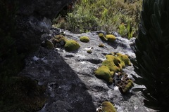 Hypodontium pomiforme