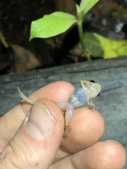 Pristimantis altamnis