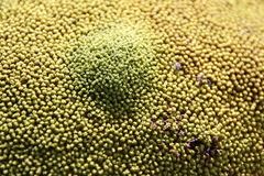 Hypodontium pomiforme