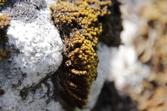 Hypodontium