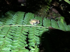 Pristimantis incomptus