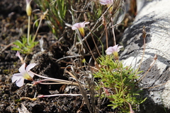 Oxalis polyphylla pentaphylla