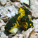 Gardiner's Banana Nudibranch - Photo (c) 104623964081378888743, some rights reserved (CC BY-NC), uploaded by 104623964081378888743