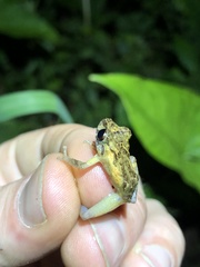 Pristimantis incomptus