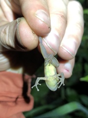 Pristimantis incomptus