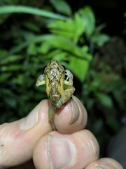 Pristimantis incomptus