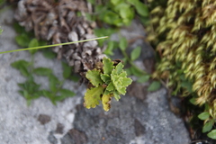 Osmitopsis dentata