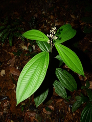 Miconia sastrei
