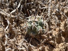 Sclerocactus cloverae