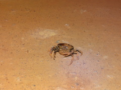 Dilocarcinus pagei