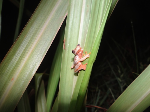 Cobija Tree Frog, Dendropsophus joannae