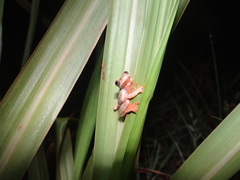 Dendropsophus joannae