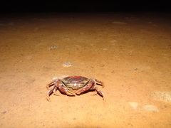 Dilocarcinus pagei