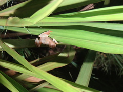 Dendropsophus joannae