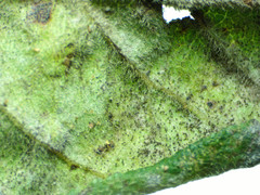 Podosphaera clandestina