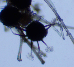 Podosphaera clandestina