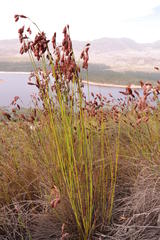 Staberoha vaginata