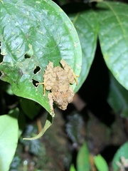 Pristimantis rubicundus
