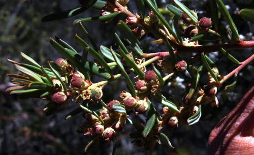 Clutia polifolia (Clutia polifolia)