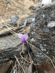 Cyclamen graecum