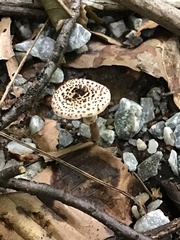 Lepiota felina