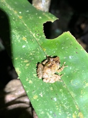 Pristimantis prolatus