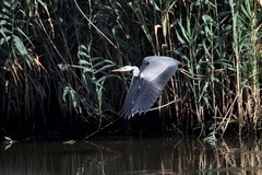 Ardea cinerea