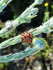 Paraplectana thorntoni