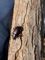 Tenebrionidae