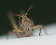 Orphulella speciosa