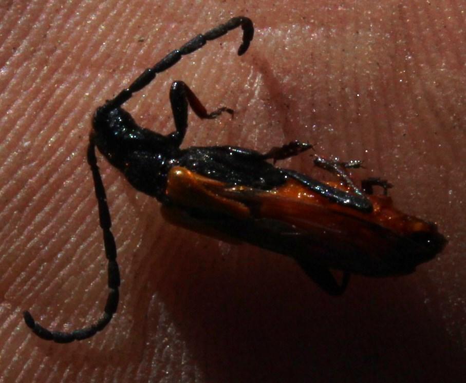 Chorothyse