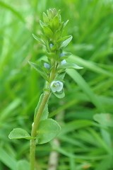 Veronica serpyllifolia serpyllifolia
