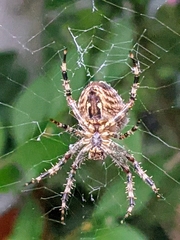 Araneus diadematus