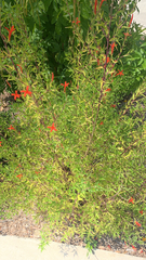 Anisacanthus quadrifidus